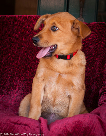 Foster Luna-9124