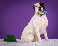 Angus-4084