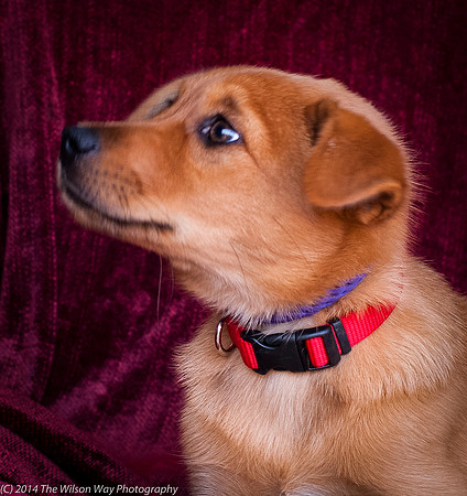 Foster Luna-9067