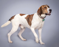 Foster Daniel-6344