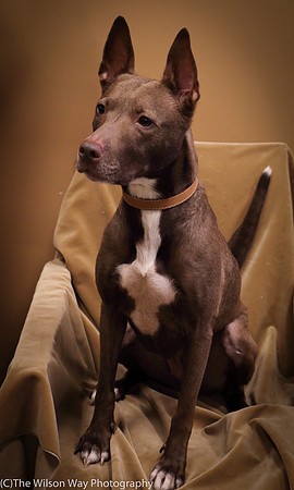 Foster Twix-0513