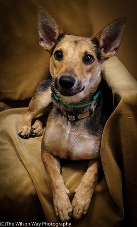Foster Hula-1022