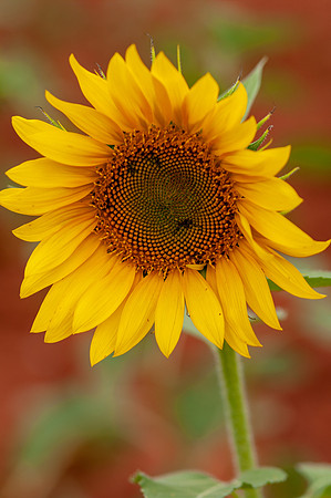 sunflowers-8372
