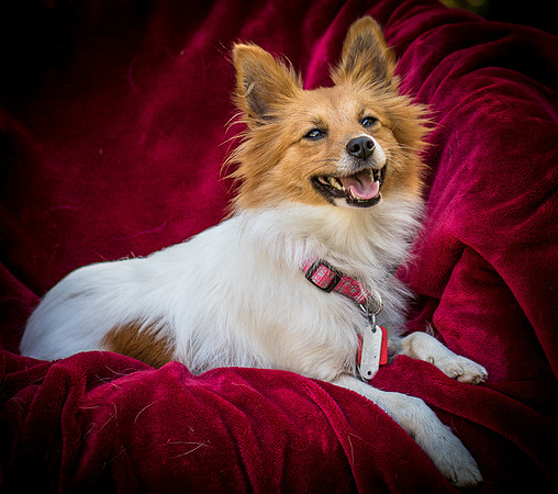 Foster Brandi-3381