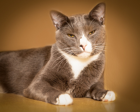 Foster Mittens-9515