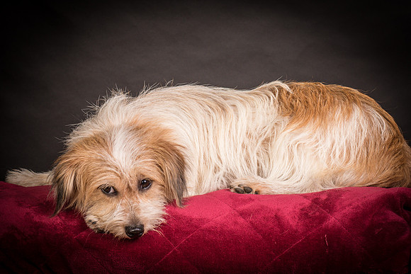 Foster Tiny-1548
