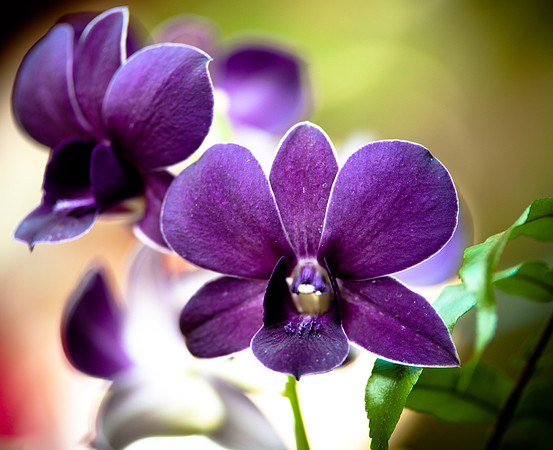 flowers-9165