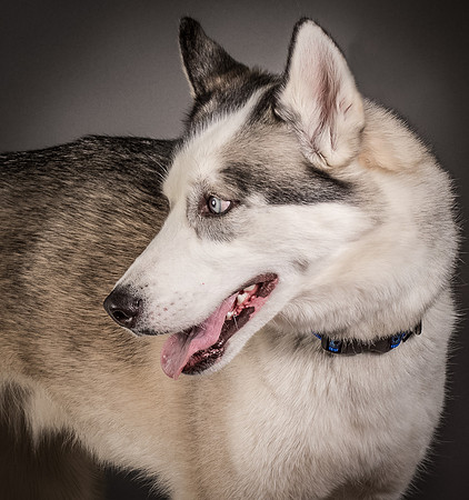 Foster Aspen-7630