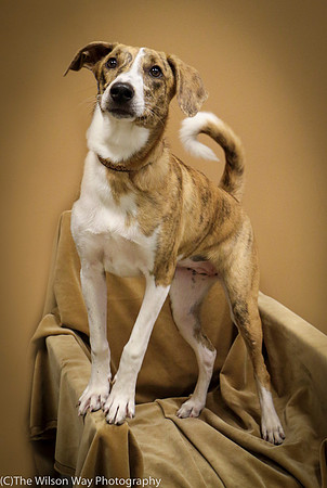 Foster Foofa-1131
