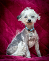 Foster Freckles-5387