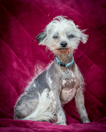 Foster Freckles-5387
