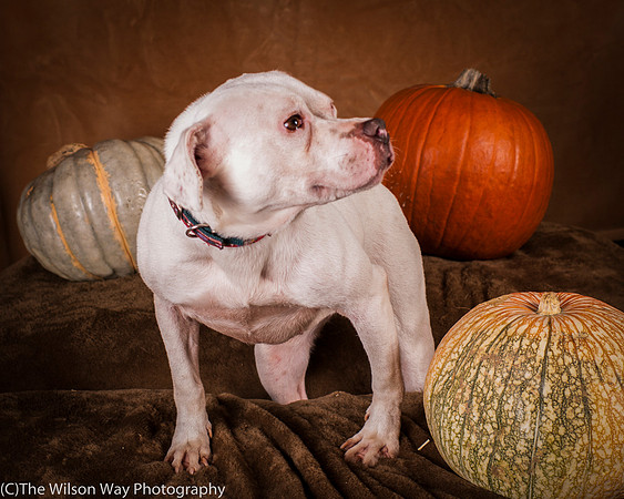 Foster Canvas-6113