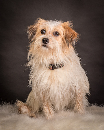 Foster Tiny-1644