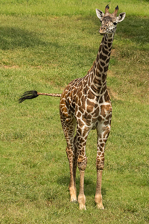 giraffe 4X6 - cropped-3221