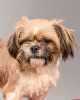 Foster Toffee-4599