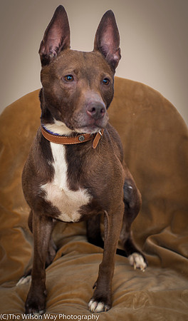 Foster Twix-8889