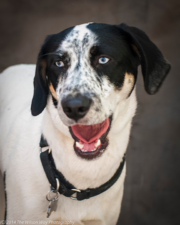Foster Domino-2357