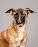 Foster Gabby-4023