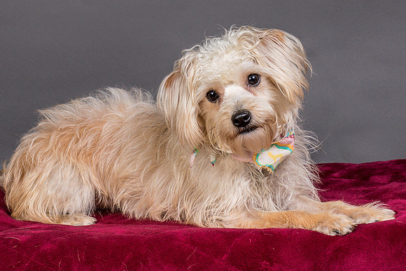 Foster Henrietta-8411