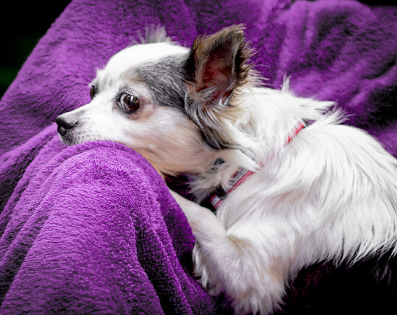 Foster Anouk-8768