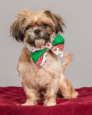 Foster Toffee-4626