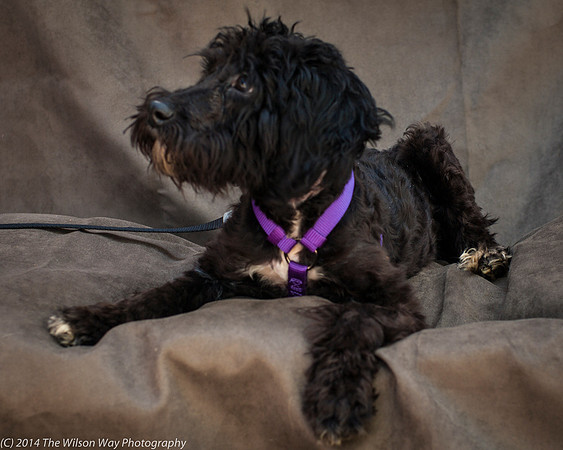 Foster Xena-2485