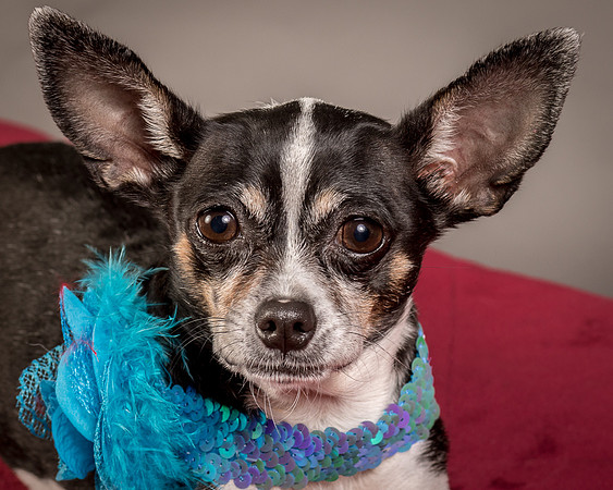 Foster Justice-4689
