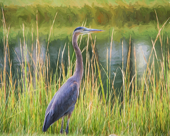 great blue heron saint augustine-1impression