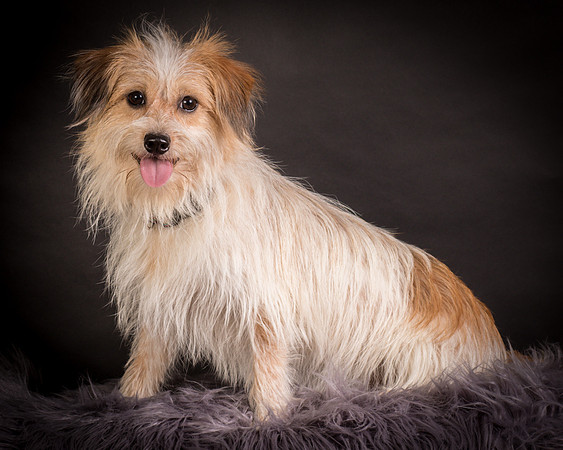 Foster Tiny-1254
