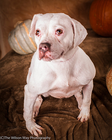 Foster Canvas-6147