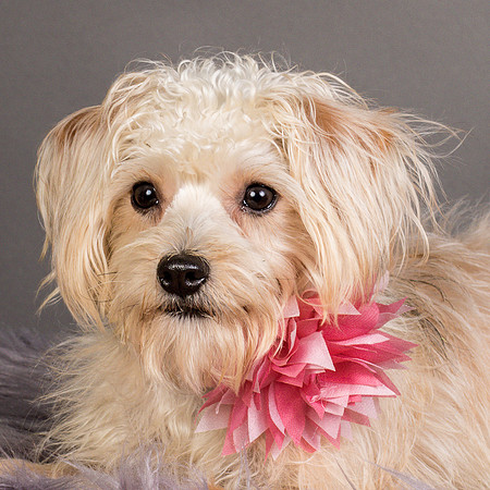 Foster Henrietta-8715