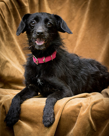 Foster Noche-0780