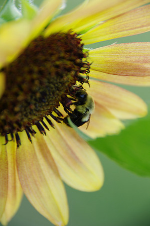 sunflowers-9243