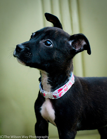Foster Beryl-3810