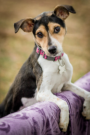 Foster Buffy-5675