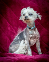 Foster Freckles-5386