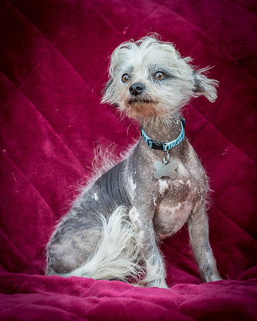 Foster Freckles-5386