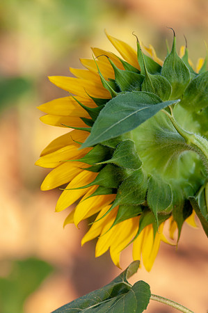 sunflowers-1916