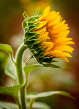 sunflowers-8721-2