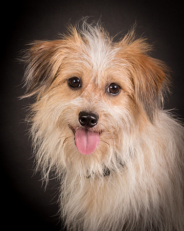 Foster Tiny-1252