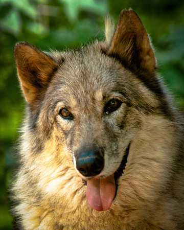 Wolf-8922