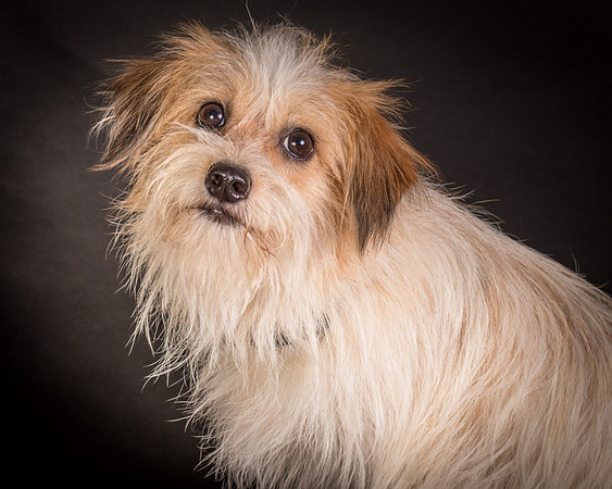 Foster Tiny-1471