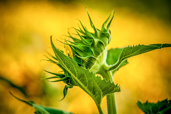 sunflowers-2015