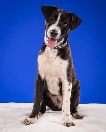 Foster Rascal-2