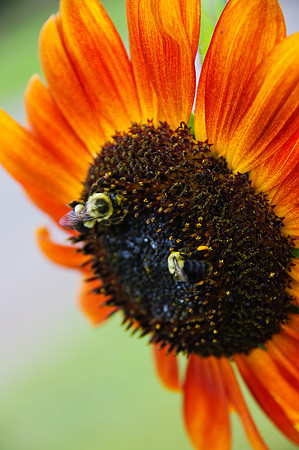 sunflowers-9274