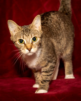 Foster Danni-9454