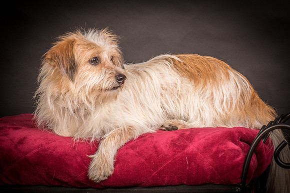 Foster Tiny-1572