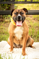 Darlington - Bliss-8361