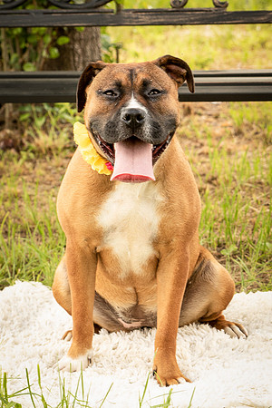 Darlington - Bliss-8361
