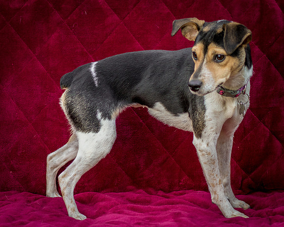 Foster Buffy-5612